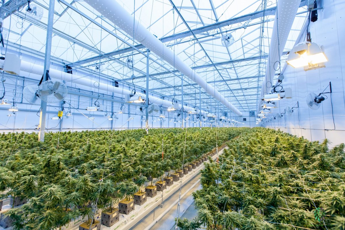 Cannabis Synbiotic